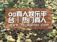 种植基地八(图1)