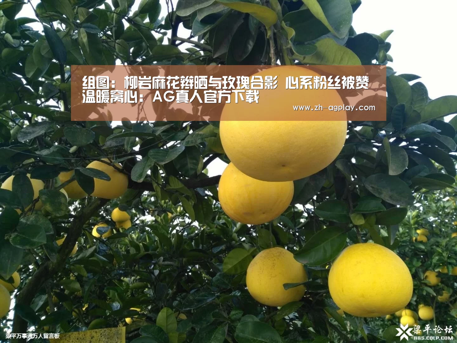 AG真人官方下载